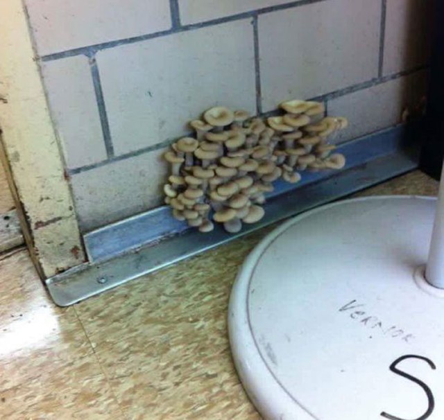 detroit-school-mushrooms